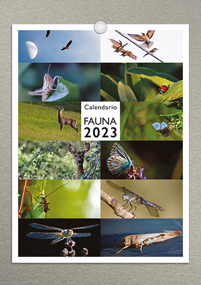 calendario gatti 2023 02