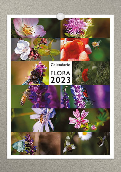 calendario gatti 2023 02