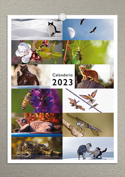 calendario gatti 2023 02