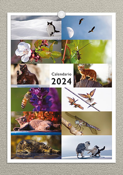 Calendario Misto 2024 07