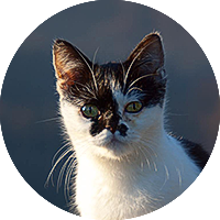 Sostieni la Colonia Felina ● Cascina Oca