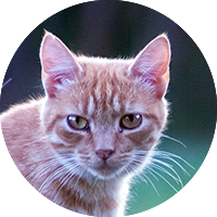 Sostieni la Colonia Felina ● Cascina Oca