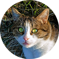 Sostieni la Colonia Felina ● Cascina Oca