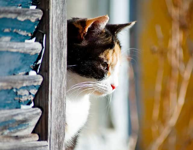«Gli occhi di un gatto sono finestre che ci permettono di vedere dentro un altro mondo»