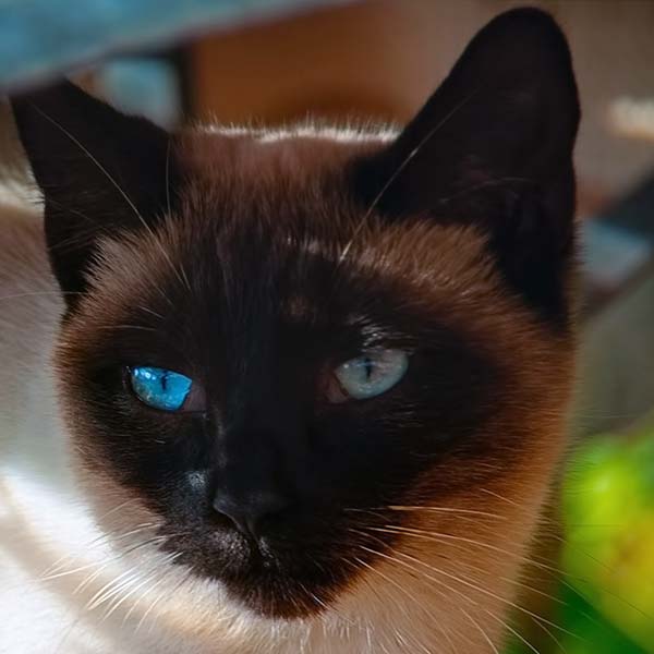 Newsletter - Colonia Felina Cascina Oca